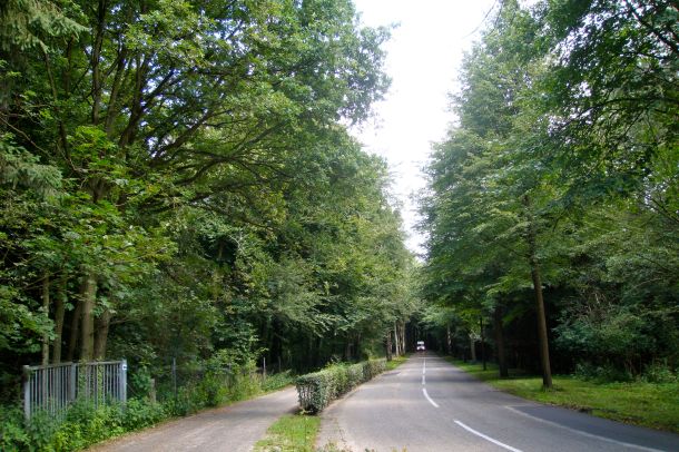 IJmuiden aan Zee Nordwijk Trees