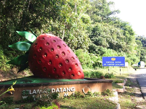 Cameron Highlands Strawberry