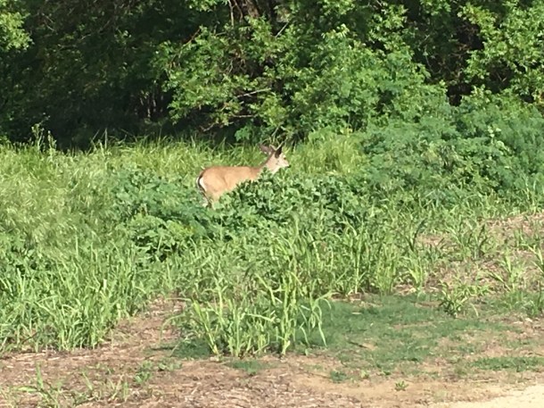 American River Bike Trail Deer