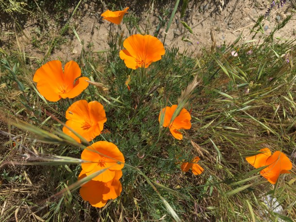 American River Bike Trail Flowers