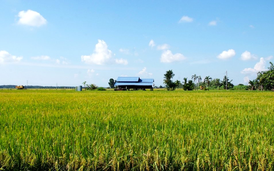 audax-brm300-sekinchan-rice-fields-tourism-selangor-my