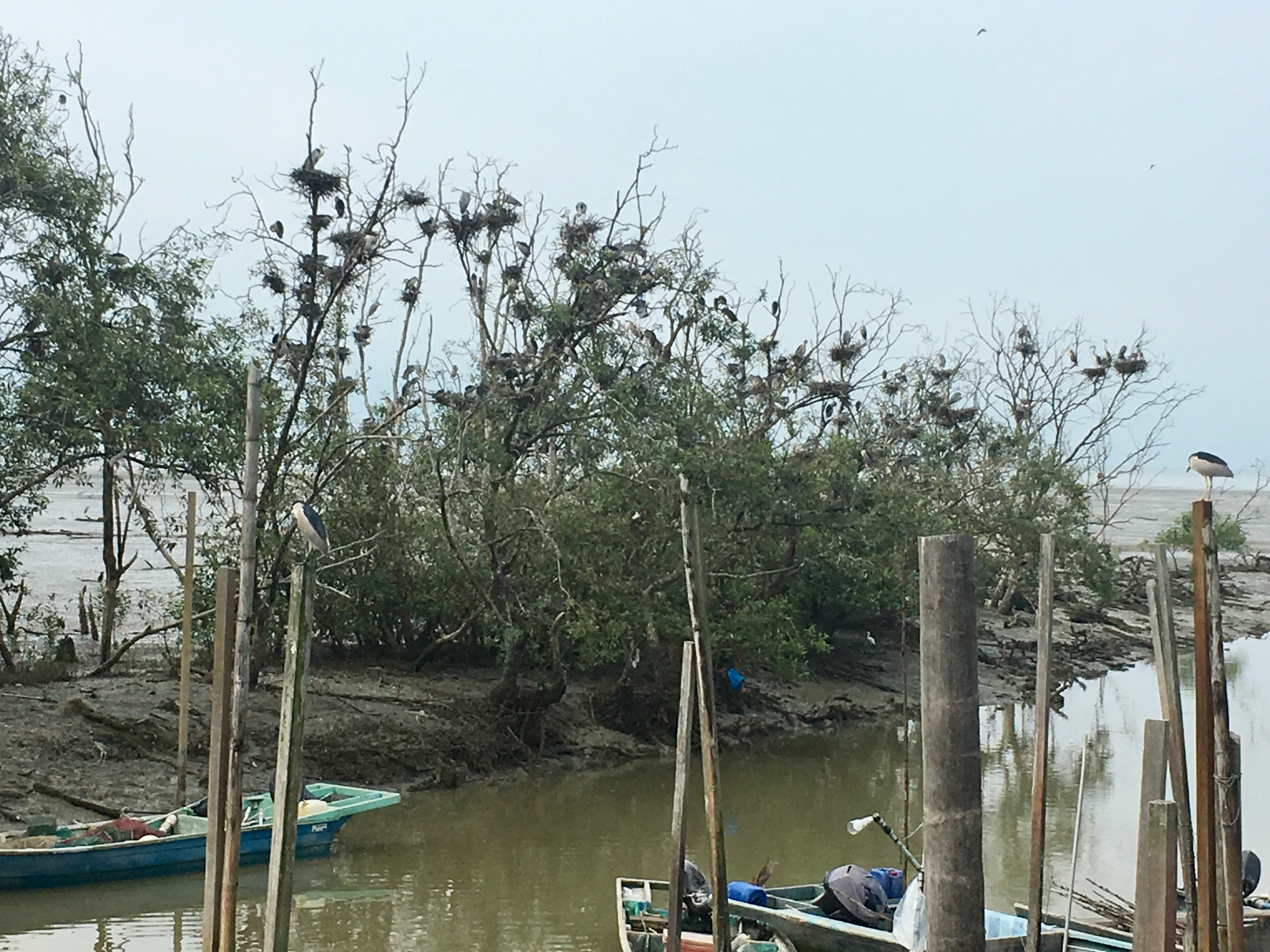 Fishing Jetty Birds' Nests
