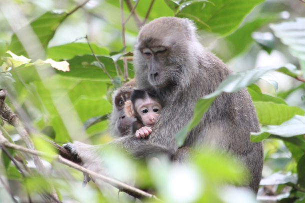 GS Monkeys Rodrigo Sala at tcktcktck.org