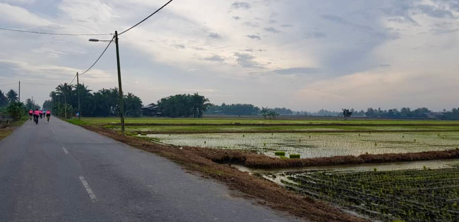 Teluk Intan Day 1 Paddy Fields 2 Marvin