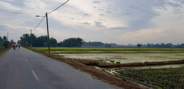 Teluk Intan Day 1 Paddy Fields 2 Marvin